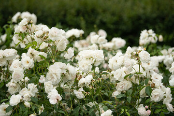 White roses fill the garden, showcasing their delicate petals and lush green leaves. The sunlight...