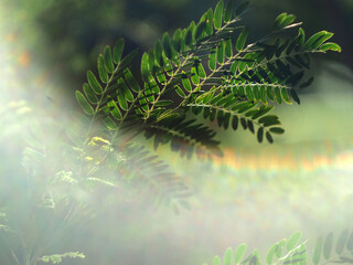 green leafe on blue bokeh background and lens flare