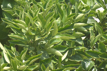 Obraz premium Natura