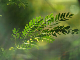 green leafe on blue bokeh background and lens flare