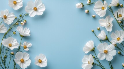 Fototapeta premium White Cosmos Flowers on Light Blue Background, Floral Composition, Aesthetic Design Material, Fresh Flower Background