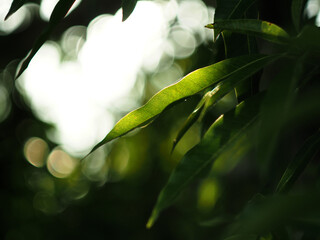 green leafe on blue bokeh background and lens flare