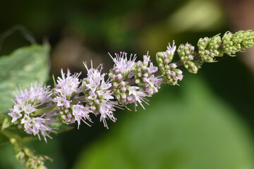 Natura