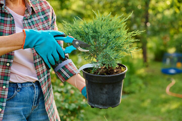 Plant Juniperus in pot in hands of gardener and pruning shears for cutting shaping plant