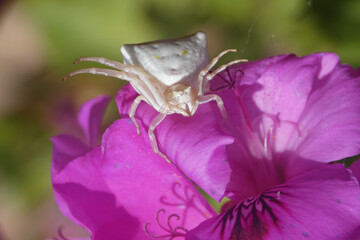 Natura