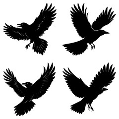 Four crows in flight isolated on white background in silhouette