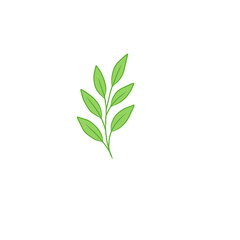 Fototapeta premium green plant isolated on white