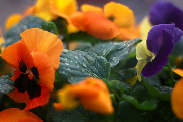Close-up of orange and purple pansies with raindrops on the leaves.