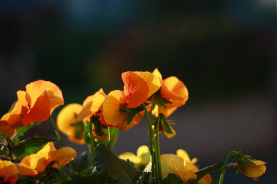 Fototapeta Bright orange and yellow pansies bloom in soft sunlight with a dark blurred background. Perfect for themes of nature, gardening, floral decor, and spring beauty.