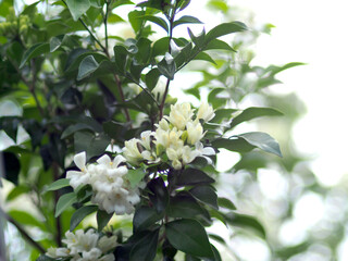 White jasmine and bee worker on green bokeh background 