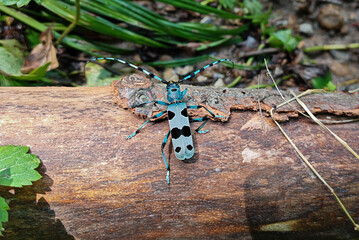 Alpine Longhorn Beetle on Fallen Log