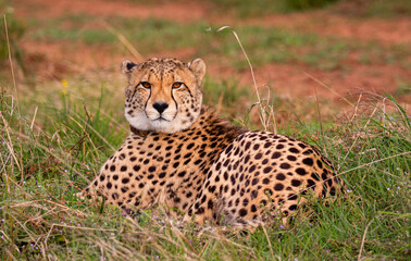 One cheetah that lay on the ground and looking straight at the camera