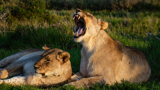 Two lioneses resting in green veld. One lioness is yawning with big teeth visible