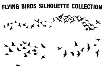 flying birds silhouette collection
