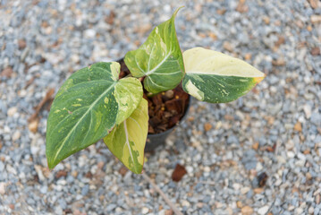 Philodendron Gloriosum Tri Color Variegated in the pot 