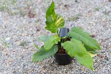  Philodendron Florida beauty x Philodendron Distantilobum Variegated on the ground