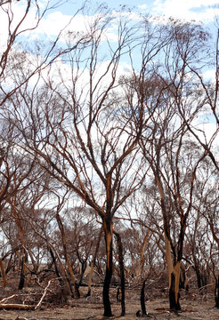 Bush landscape after bushfire