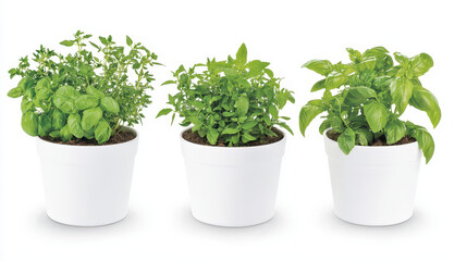 Fototapeta premium Fresh herb garden pots with basil, thyme, and parsley create vibrant and inviting atmosphere