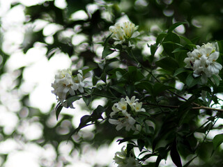 White jasmine and bee worker on green bokeh background 