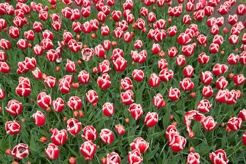 Pattern field of red tulips.  Nature picture for background use