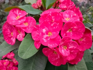 crown of thorns red color flower with green leaves