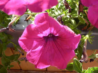 pink rose flower