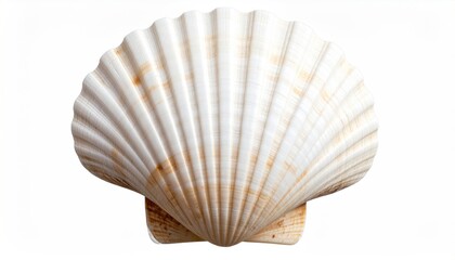 Elegant single scallop seashell displaying intricate ribbed pattern on white background