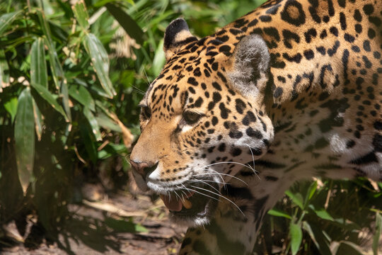 Jaguar female predator closeup with beautiful colors and white whiskers.