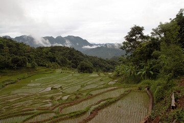 Beautiful rice terraces in Mai Chau, North Vietnam. The north of Vietnam is known for its beautiful green nature and hills.