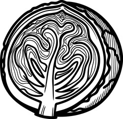 hand drawn cross section of cabbage head black and white botanical sketch