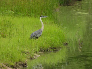 A great blue heron standing along the wetland shore, within the Blackwater National Wildlife Refuge, Dorchester County, Cambridge, Maryland.