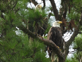 A pair of bald eagles perched on the branch of a Loblolly pine tree. Blackwater National Wildlife Refuge, Dorchester County, Cambridge, Maryland.