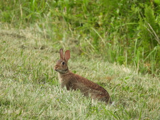 Eastern cottontail enjoying life, living within the wetlands of the Blackwater National Wildlife Refuge, Dorchester County, Cambridge, Maryland.