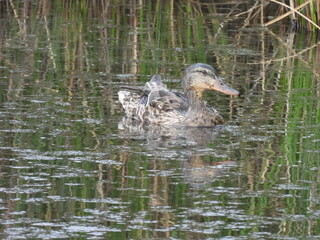 A female, mallard duck, swimming within the wetland waters of the Blackwater National Wildlife Refuge, Dorchester County, Cambridge, Maryland.
