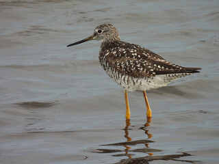 Greater yellowlegs, shorebird, living within the wetlands of the Blackwater National Wildlife Refuge, Dorchester County, Cambridge, Maryland.