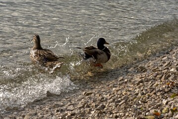 Two ducks fight against the waves on Lake Maggiore.