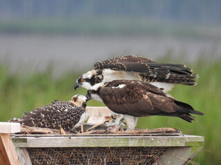 Parent osprey feeding a hungry, juvenile osprey fish. Blackwater National Wildlife Refuge, Dorchester County, Cambridge, Maryland. 