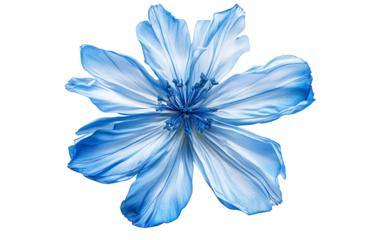 Blue chicory flower with finely fringed petals radiating from a detailed center in soft natural hues isolated on transparent background PNG