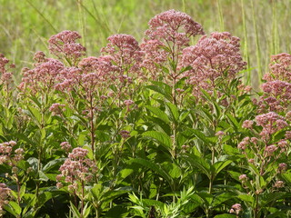 Joe-Pye Weed bloomed within the wetlands of the Blackwater National Wildlife Refuge, Dorchester County, Cambridge, Maryland. Natural background.