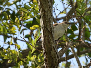 A northern mockingbird perched on a branch within the woodland forest of the Blackwater National Wildlife refuge, Dorchester County, Cambridge, Maryland.