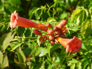 A wild trumpet vine blooming within the wetlands of the Blackwater National Wildlife Refuge, during...