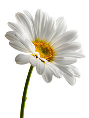 Obraz premium A single white daisy flower isolated on white or transparent background