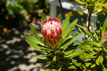 Leuchtende Protea Blüten Pflanze in Südafrika