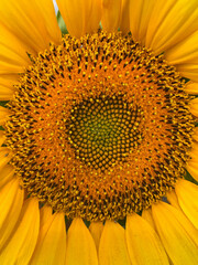 Close-up of a vibrant sunflower heart