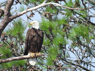 A bald eagle perched on the branch of a Loblolly pine tree. Blackwater National Wildlife Refuge, Dorchester County, Cambridge, Maryland.