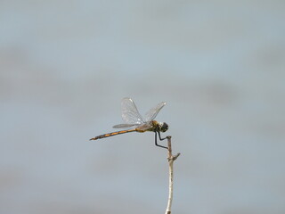 Female, Four-spotted Pennant dragonfly. Blackwater National Wildlife Refuge, Dorchester County, Cambridge, Maryland