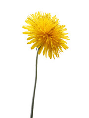 Fototapeta premium A simple photo-realistic image of a large single beautiful long stemmed dandelion in full yellow bloom, on a plain white or transparent background
