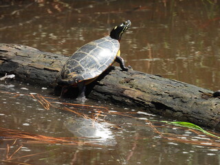Eastern painted turtle basking in the warmth of the summer sun. Blackwater National Wildlife Refuge, Dorchester County, Cambridge, Maryland.