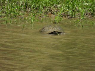 A hungry, red-bellied cooter, turtle, feeding on aquatic plants, within the wetland waters of the Blackwater National Wildlife Refuge, Dorchester County, Cambridge, Maryland.   