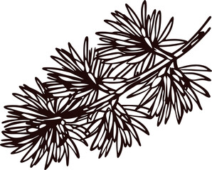 Hand drawn botanical illustration of cedar twig with pine needles in vintage engraved